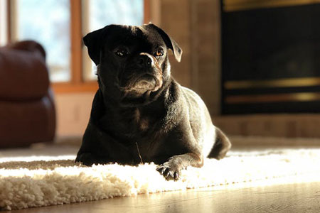 Pet-friendly flooring