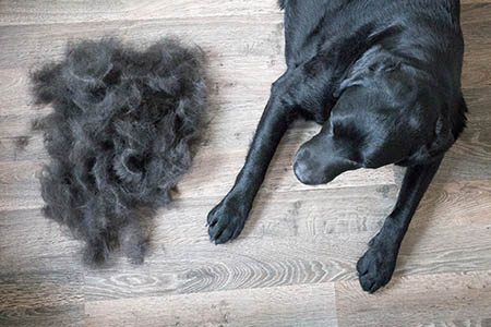 National Floors Direct recommends the best floors for dogs