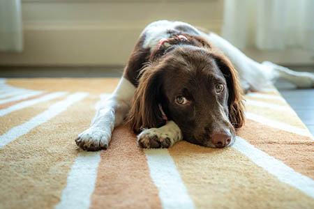 National Floors Direct can tell you how long common flooring materials last.