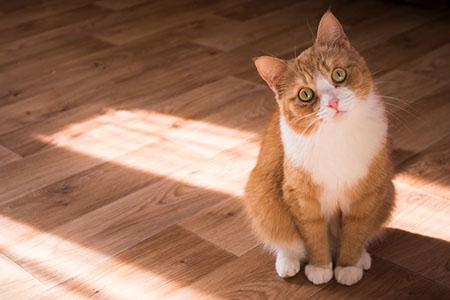 Flooring for pets from National Floors Direct