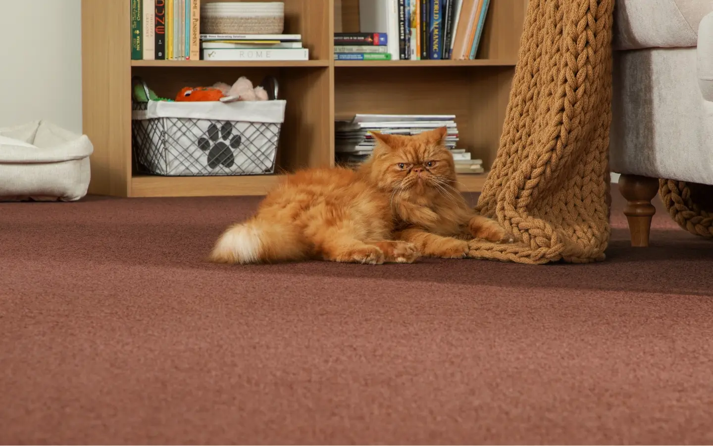 Orange cat lying on plush carpet.