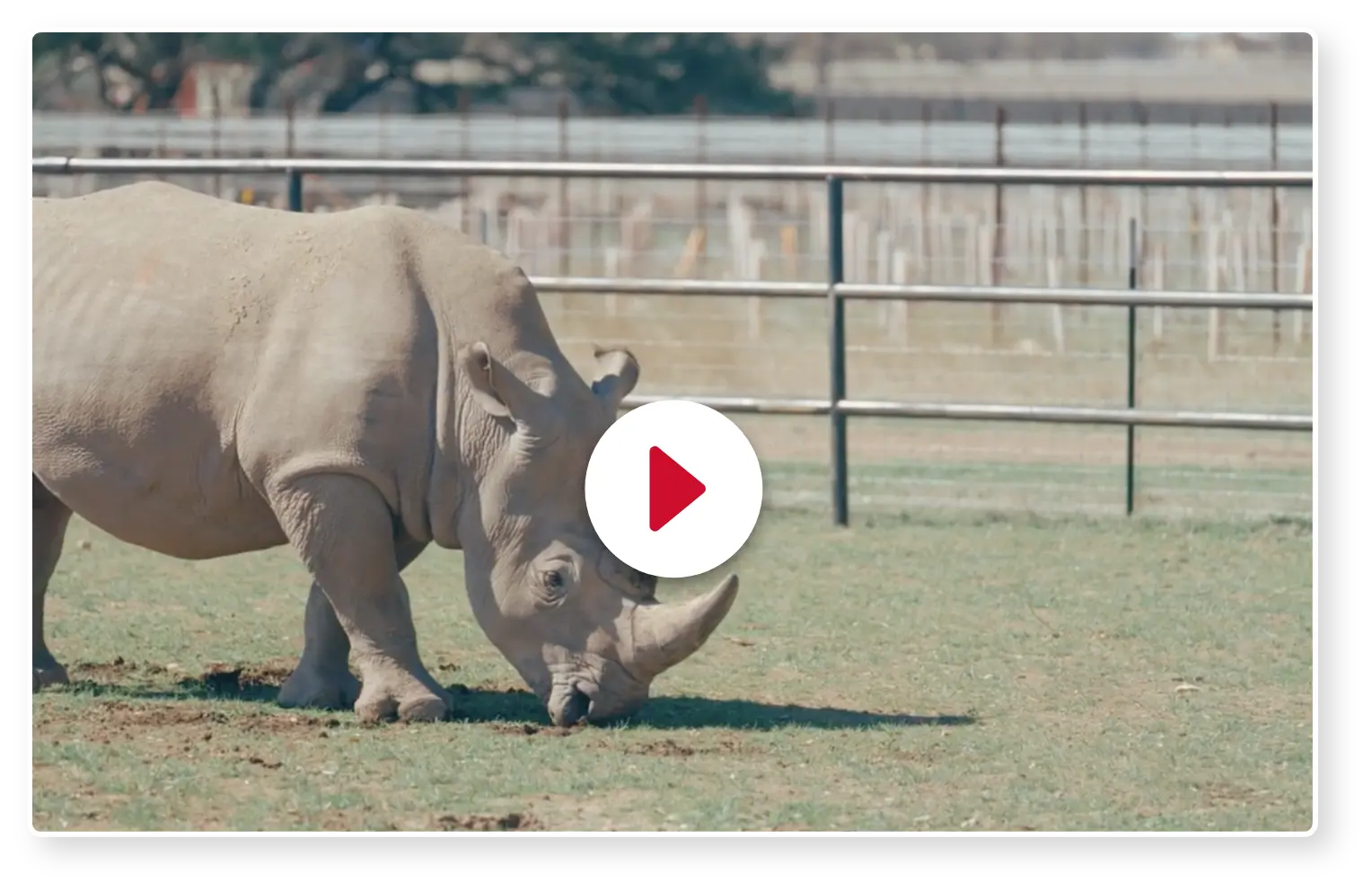 Video thumbnail of a rhinoceros in an enclosure for a carpet durability test.
